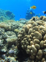  Gallery Diving